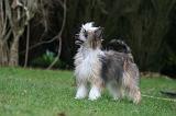 CHIEN NU CHINOIS 233